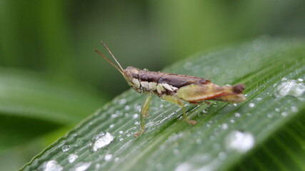 Close-up of a Short-winged Rice Grasshopper (Pseudoxya diminuta) with water droplets on its body