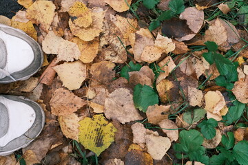summer goes and autumn comes
