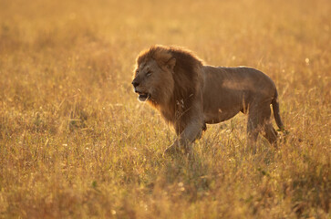 Lion on walk in Savannah at Masai Mara, Kenya