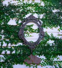Beautiful old iron frame hanging on a white wall covered with green leaves.