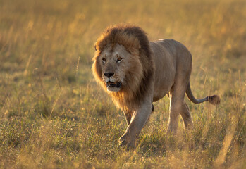 A royal walk of a Lion during morning hours in Savanah, Masai Mara, Kenya
