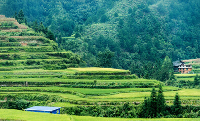 Terrace rice field in China