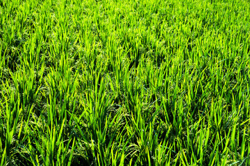 Close up of green rice field