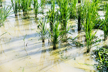 Rice seedlings in the water