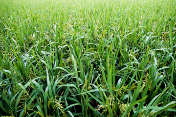 Close up of green rice field