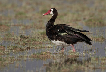 A portrait of Spur-winged goose at Amboseli national park, Kenya