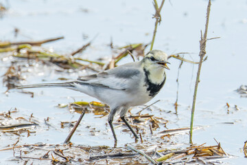 水田に仲間を呼ぶハクセキレイ