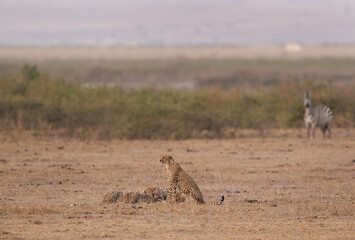 Obraz na płótnie Canvas Cheetahs feeding on kill wihile one watch the surrounding at Amboseli national park, Kenya