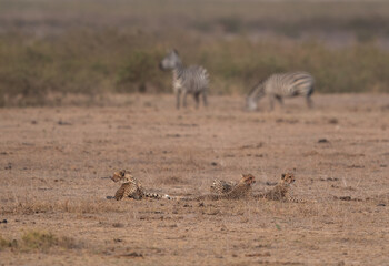 Obraz na płótnie Canvas Coalition of cheetah resting with zebra grazing at the backdrop, Amboseli national park, Kenya