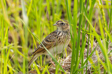 農耕地のヒバリ