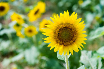 Close up of sunflower on a field