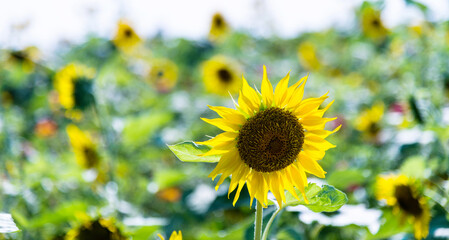 Close up of sunflower on a field