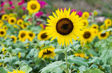 Fototapeta premium Yellow sunflowers in the field