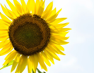 Close-up of sunflower in field