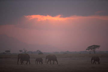 Fototapeta na wymiar Silhouette of African elephants during sunset at Amboseli, Kenya
