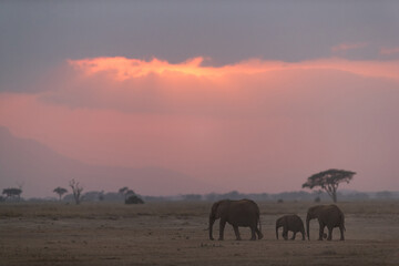 Fototapeta na wymiar African elephants with beautiful hue during sunset at Amboseli, Kenya