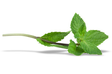 Sprig of fresh mint isolated on white background. © Olexandra