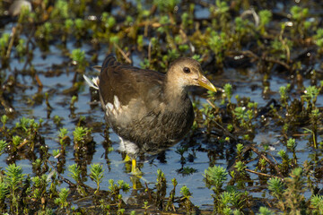 素早く移動する今年生まれたバン