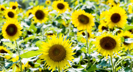 Fototapeta premium Field of blooming sunflowers for background