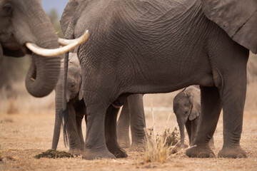 Selective focus on juvenile elephant at Ambosli national park, Kenya