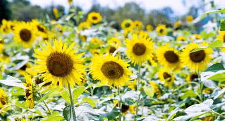 Obraz premium Field of blooming sunflowers for background
