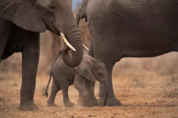 Selektiver Fokus auf junge Elefanten, die mit Erwachsenen im Ambosli-Nationalpark, Kenia, spazieren gehen © Dr Ajay Kumar Singh