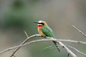 White Fronted Bee Eater