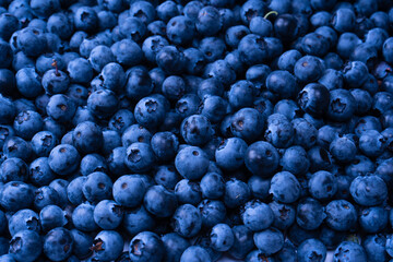 Fresh blueberry background. Texture blueberry berries close up.