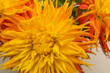 Obraz premium Bright orange autumn flowers as background.