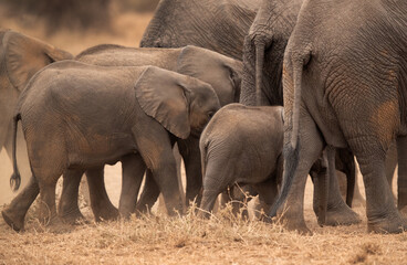 Fototapeta premium Juveniles among the herd of elephants moving in Ambosli national park, Kenya