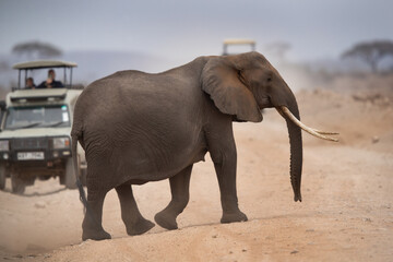 A majestic elephant crossing the mud track at Ambosli national park, Kenya