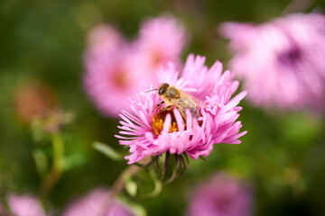 Honeybees collecting nectar on violet flower