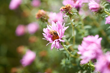 Honeybees collecting nectar on violet flower