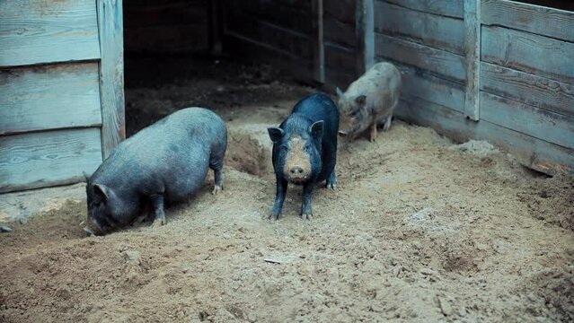 Black Iberian Pig On Farm. Countryside Farming Eco Food. Sow And Piglets On Livestock. Fattened Swine Covered In Mud Breeding Iberian Pigs Farm. Drove Of Pigs. Pork Industry Cultivation Ranch Pigpen