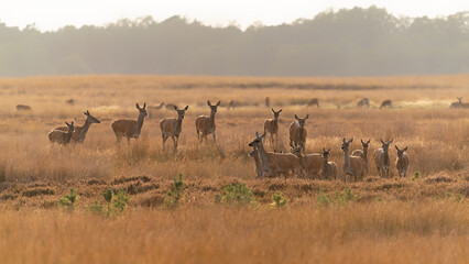 A group of Red deer (Cervus elaphus) in rutting season on the fields of National Park Hoge Veluwe in the Netherlands. Forest in the background. At sunset.                                              
