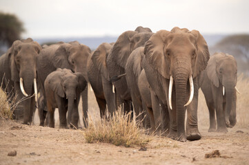 A herd of elephants walking at Ambosli national park, Kenya