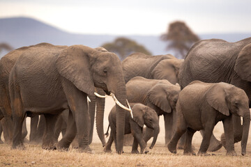 Fototapeta na wymiar A herd of elephants moving in Ambosli national park, Kenya