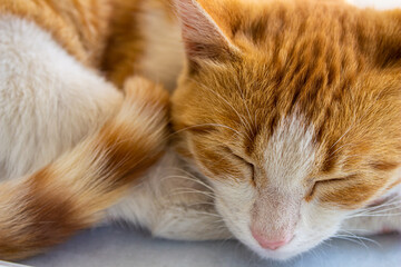 Cat sleeping, closeup