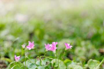 wild purple flowers in the summer sun blowing in the breeze