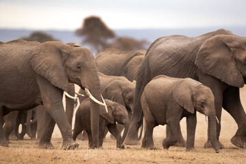 Fototapeta na wymiar A herd of elephants with juvenile moving in Ambosli national park, Kenya