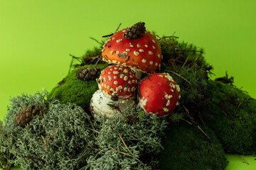 fly agaric mushroom in moss