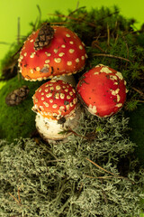 fly agaric mushroom