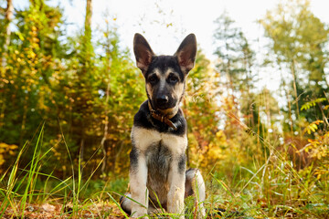 Naklejka na ściany i meble Dog German Shepherd in a forest in an autumn day