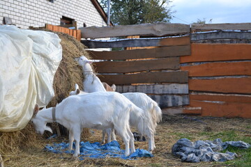 goats in the farm