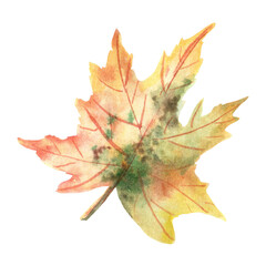Watercolor maple leaf