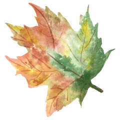 Watercolor maple leaf