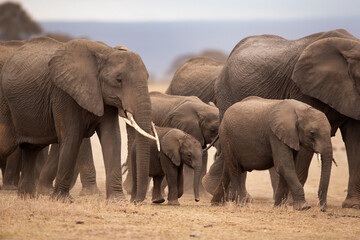 Fototapeta na wymiar A herd of elephants with juvenile heavlity guarded moving in Ambosli national park, Kenya