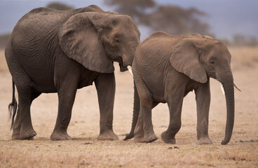 Fototapeta na wymiar A subadult and a adult elephant at Ambosli national park, Kenya