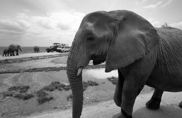 A closeup of a majestic elephant at Ambosli national park, Kenya