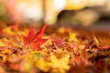 Red maple leaf  in autumn with maple tree under sunlight landscape.Maple leaves turn yellow, orange, red in autumn.